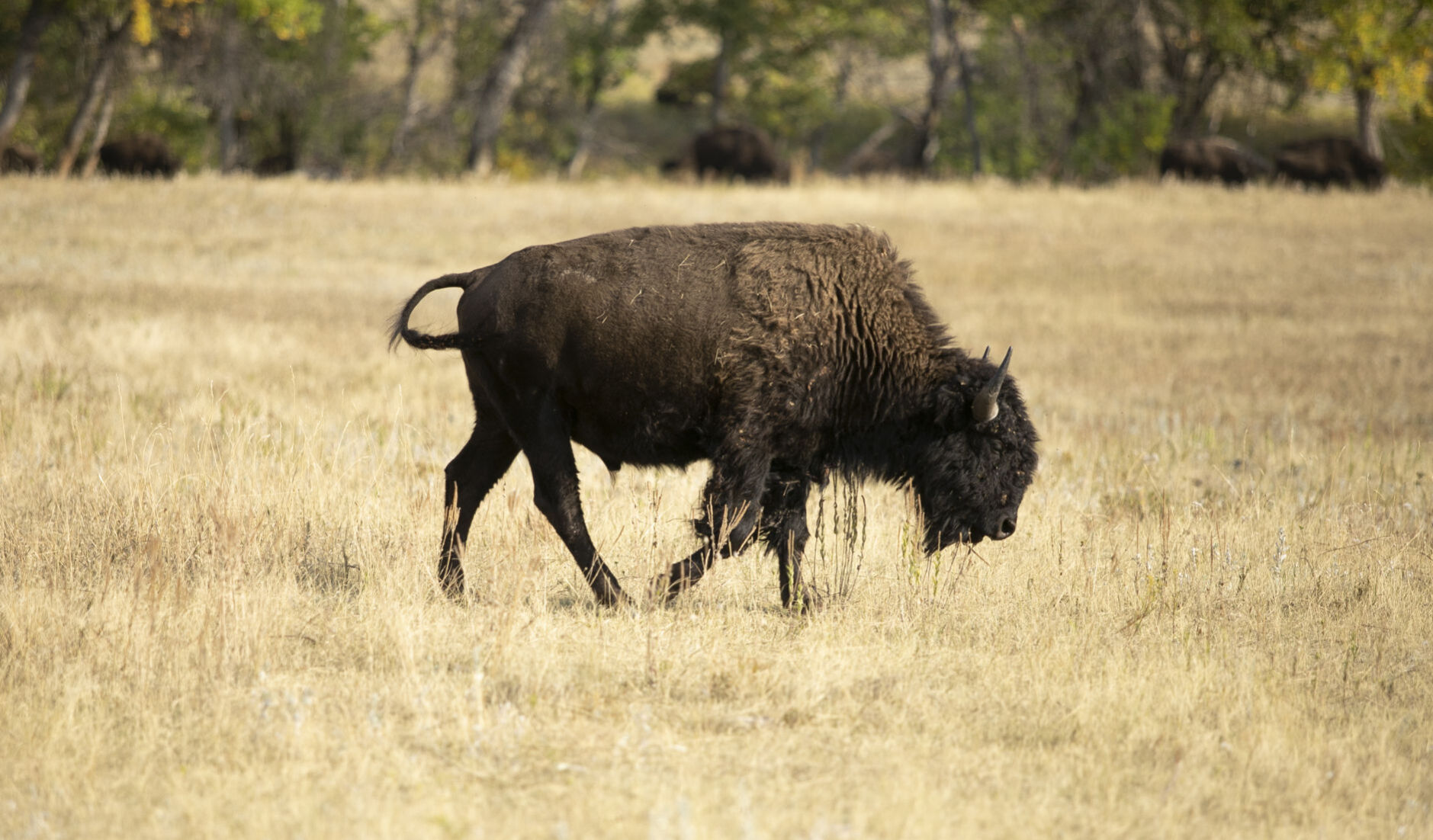 Buffalo Roundup Preview